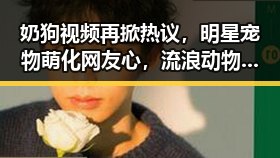 奶狗视频再掀热议，明星宠物萌化网友心，流浪动物关注度飙升