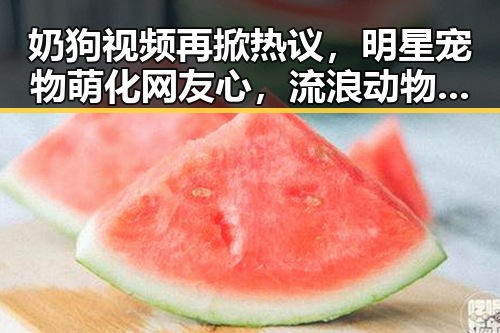 奶狗视频再掀热议，明星宠物萌化网友心，流浪动物关注度飙升